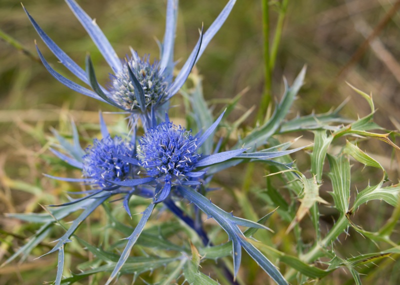 Amethyst-Sea-Holly