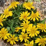 Angelita-Daisy