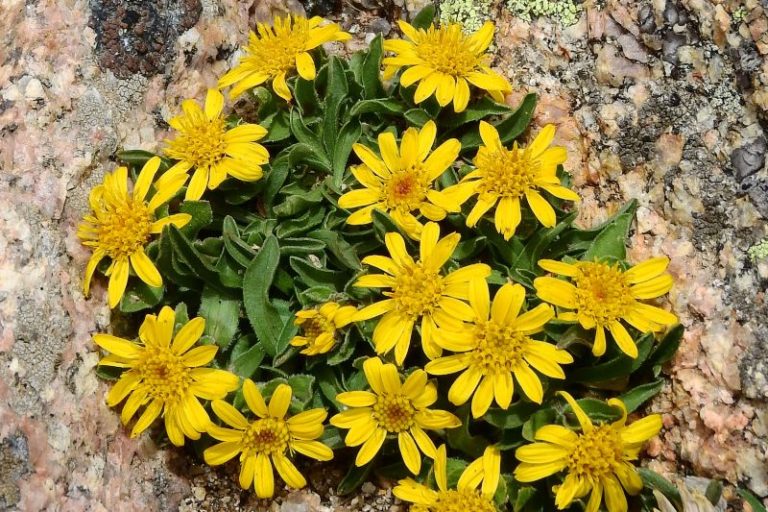 Tips for Growing Angelita Daisy Plants Garden Lovers Club