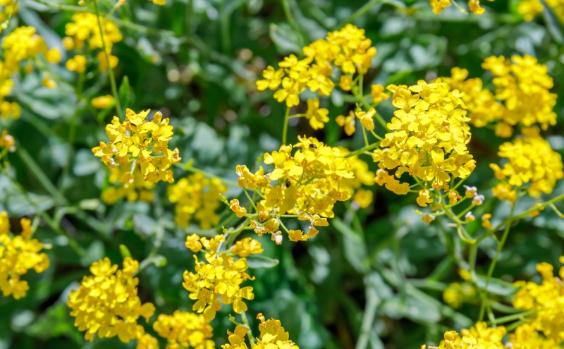 Basket-of-Gold