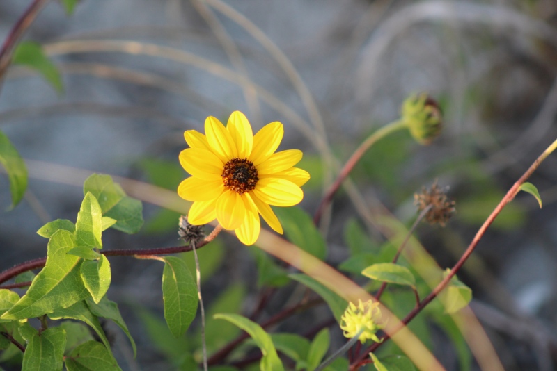 Beach-Sunflower-02