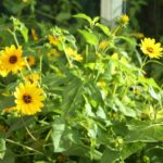 Beach-Sunflower
