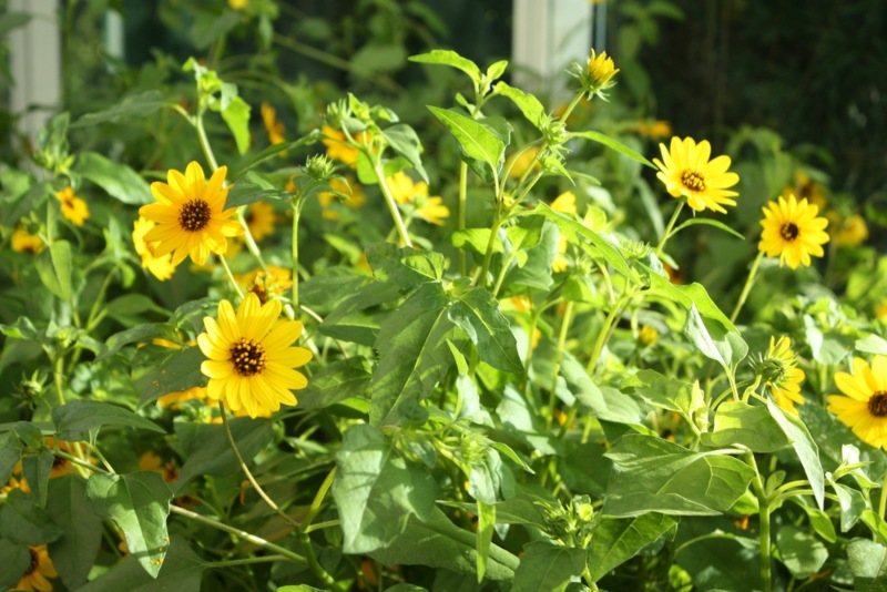 Beach-Sunflower