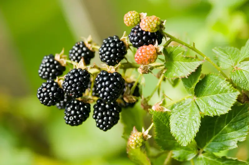 Blackberries