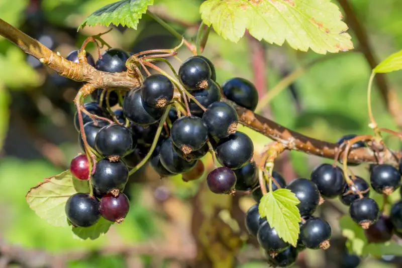 Blackcurrants