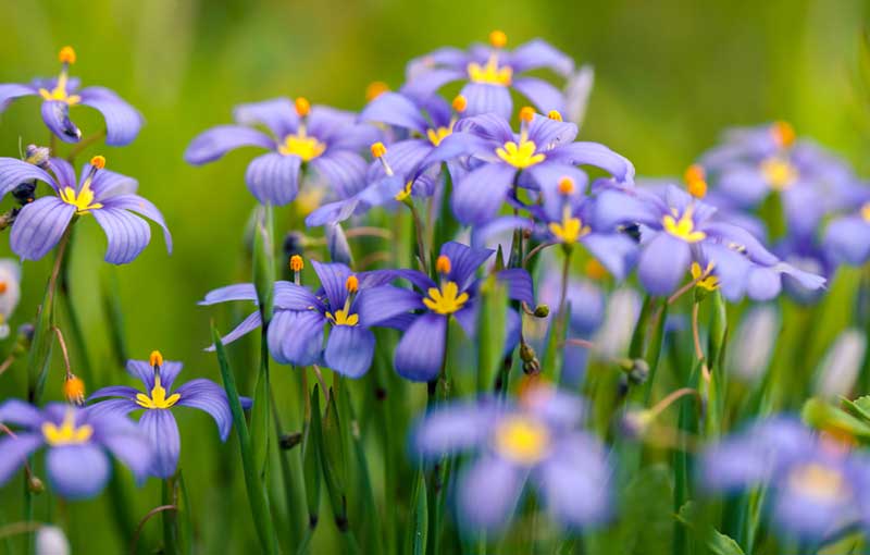 Blue-Eyed Grass