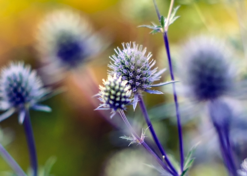 Blue-Glitter (Eryngium planum)