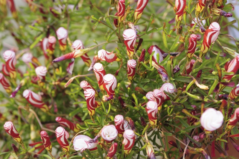 Candy-Cane-Oxalis