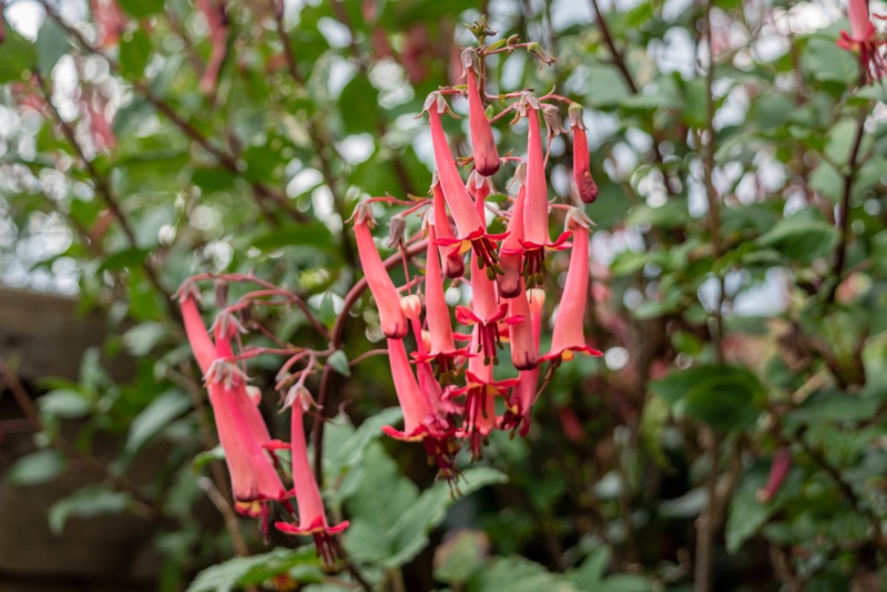 Cape-Fuchsia