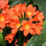Clivia Plant