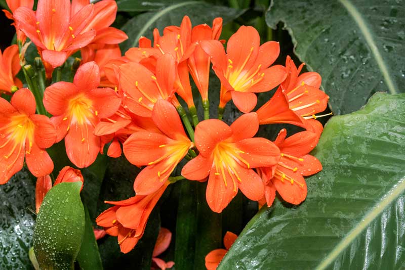 Clivia Plant