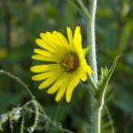 Compass-Plant