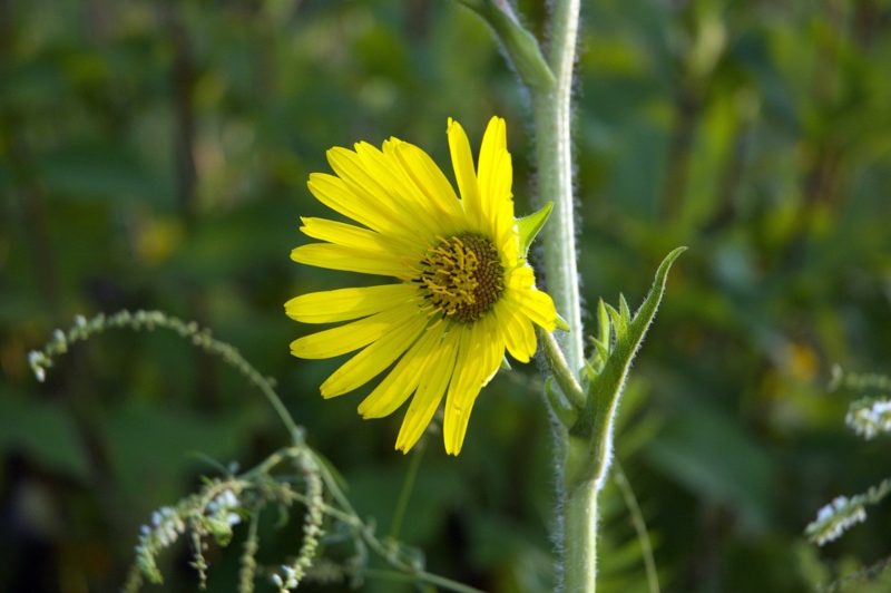 Compass-Plant