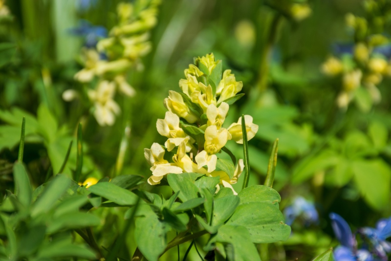 Corydalis-Bracteata