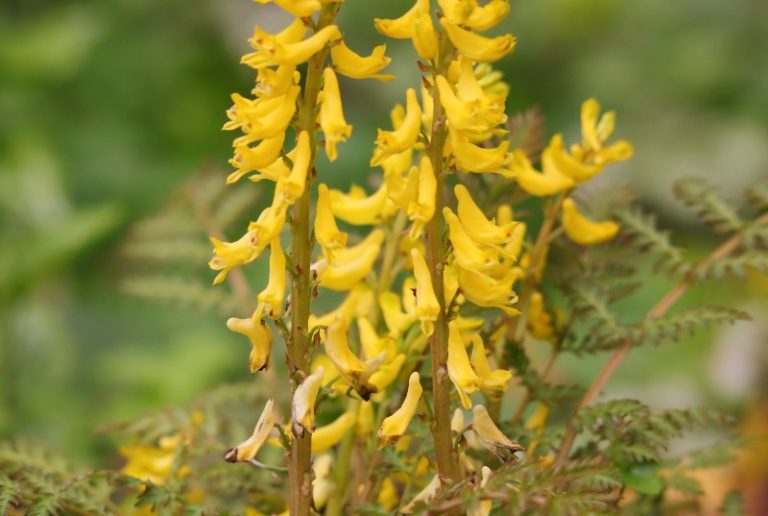 12 Different Types of Corydalis (Photos) Garden Lovers Club