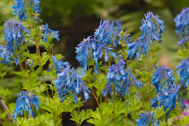 12 Different Types of Corydalis (Photos) Garden Lovers Club