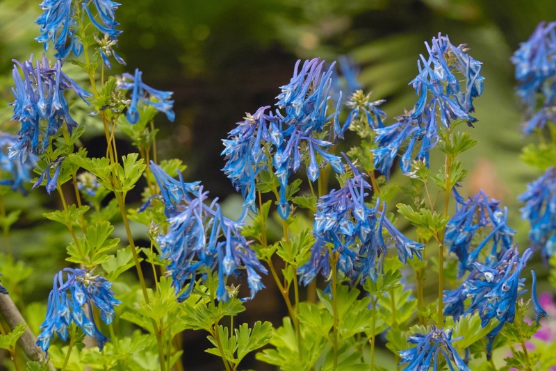 Corydalis-Flexuosa