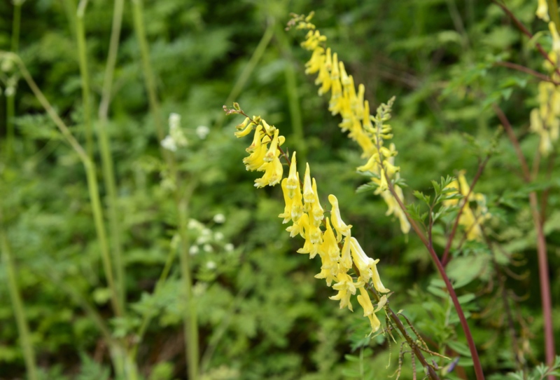 Corydalis-Heterocarpa