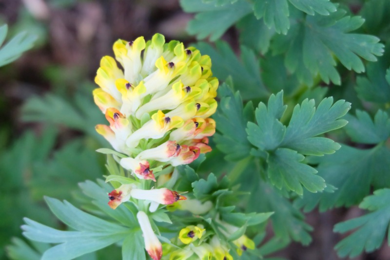 Corydalis-Nobilis