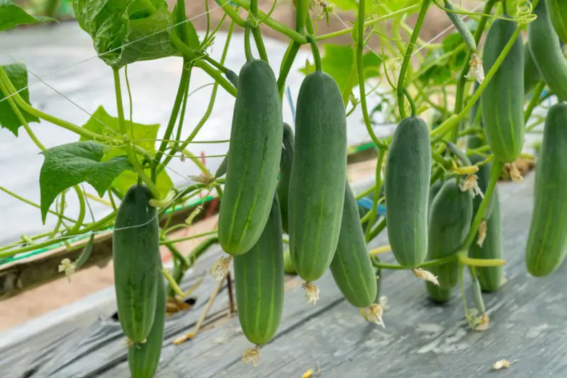 Cucumbers