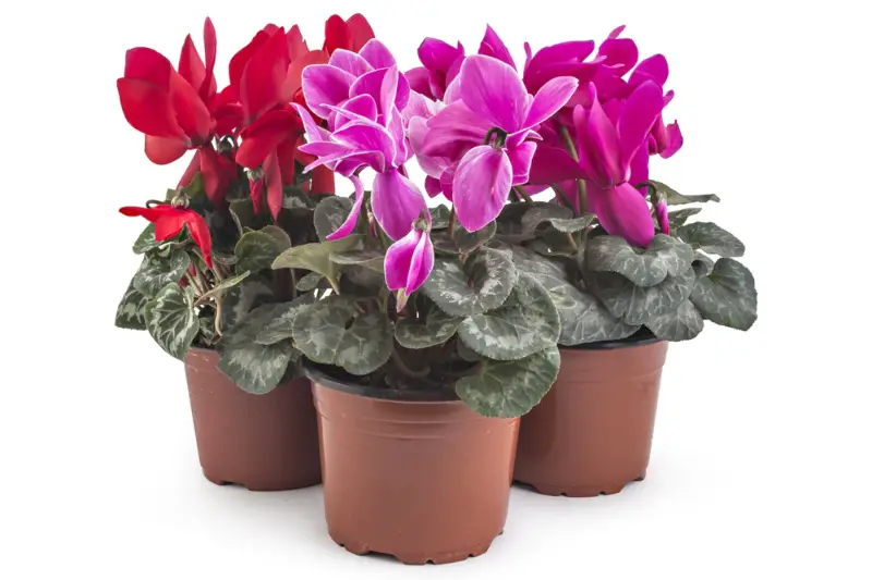 Cyclamen