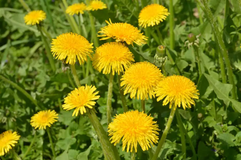 Dandelion