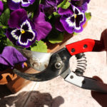 Deadhead Pansies