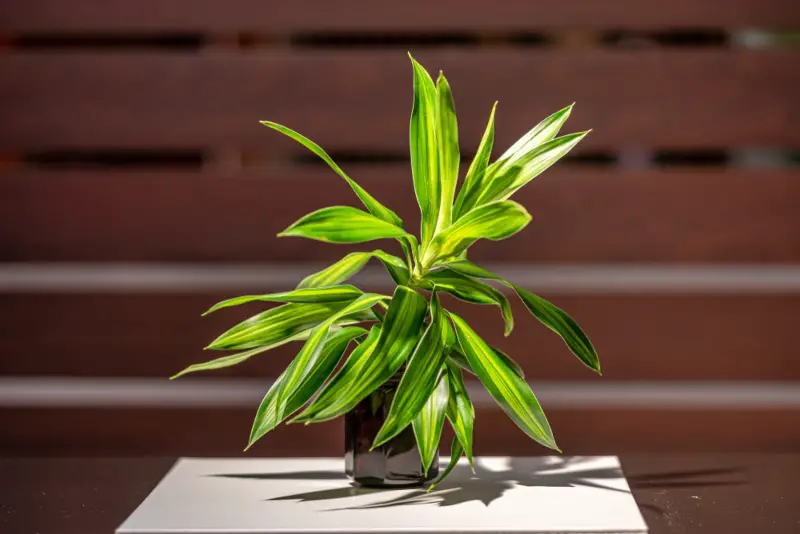 Dracaena