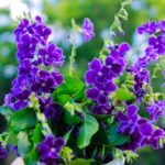 Duranta-plant