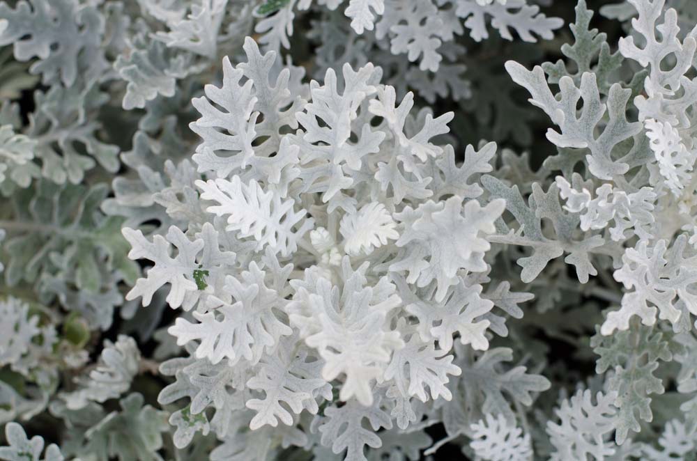 Dusty Miller Closeup