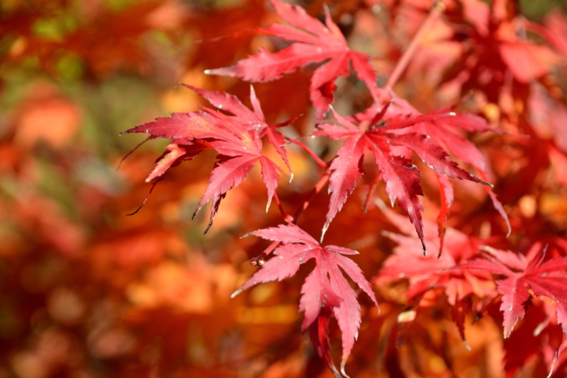 Emperor-Japanese-Maple