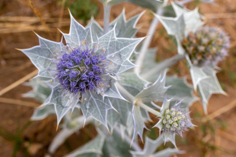 Eryngium-maritimum