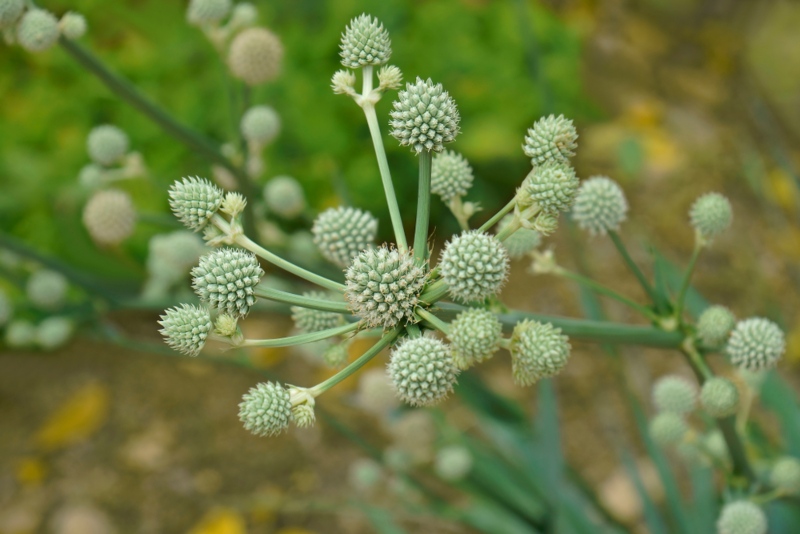 Eryngium-yuccifolium