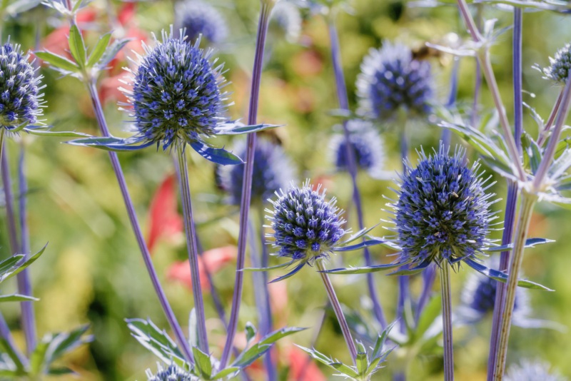 Flat-Sea-Holly (E. planum)