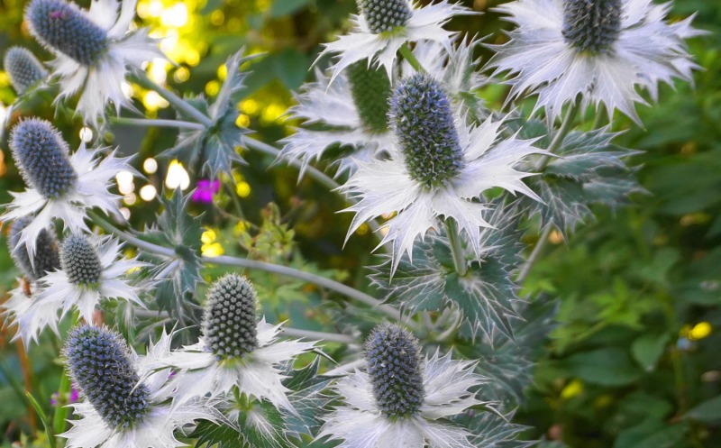 Giant-Sea-Holly (E. giganteum)