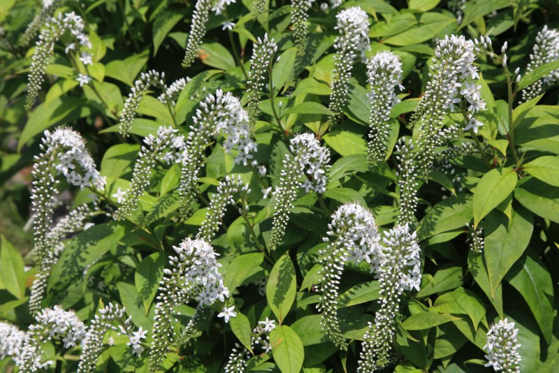 Gooseneck-Loosestrife-02