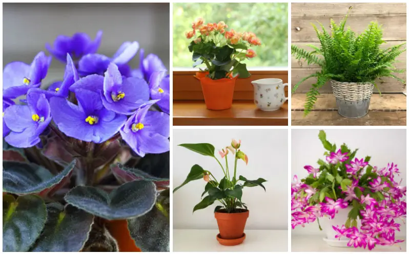 Houseplants for Medium Light