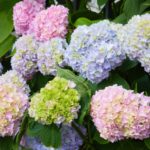 Hydrangea