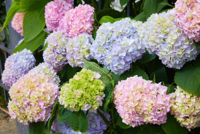 Hydrangea