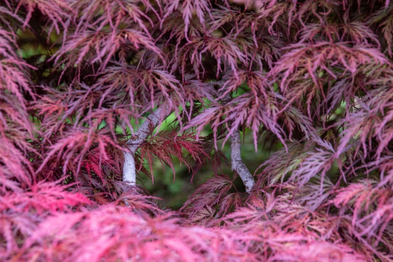 Inaba-Shidare-Japanese-Maple