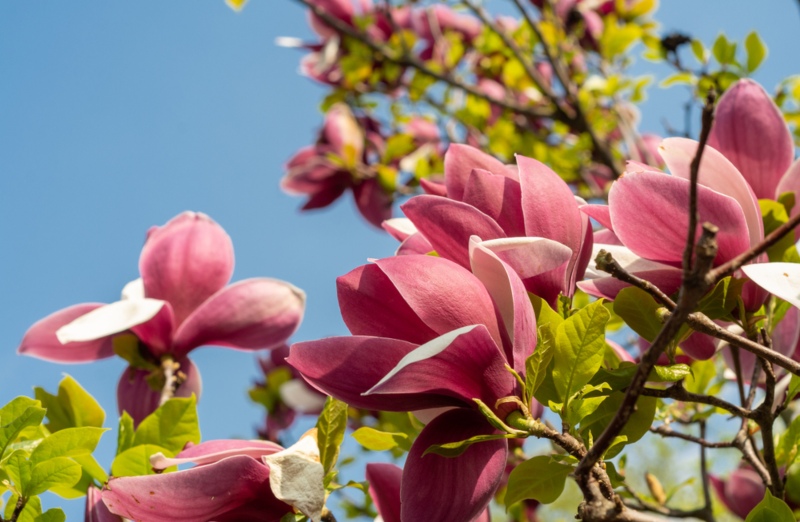 Jane-Platt (Magnolia stellata)