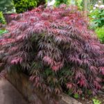 Japanese-maple-'Dissectum-Atropurpureum'