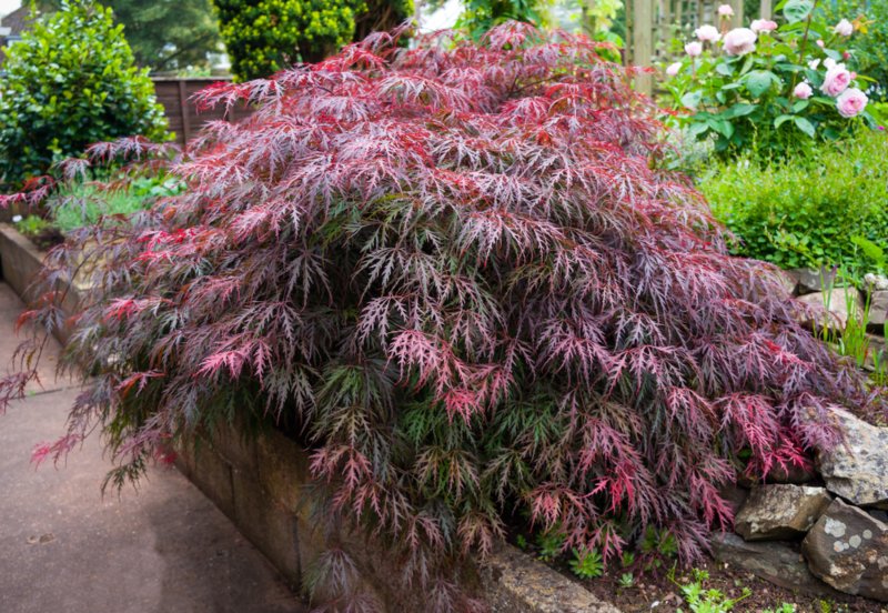 Japanese-maple-'Dissectum-Atropurpureum'