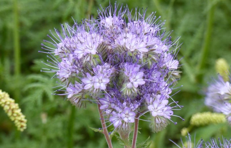 Lacy-Phacelia