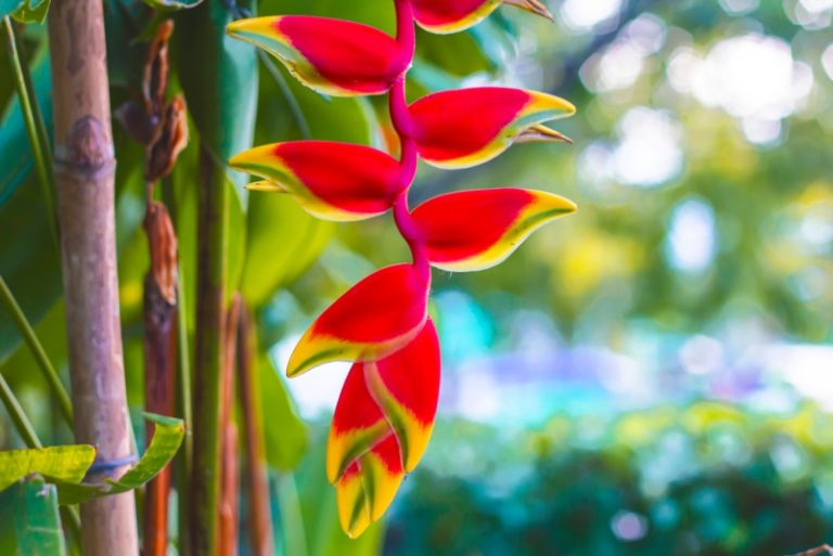 Growing Lobster Claw Plant (Heliconia rostrata) Garden Lovers Club