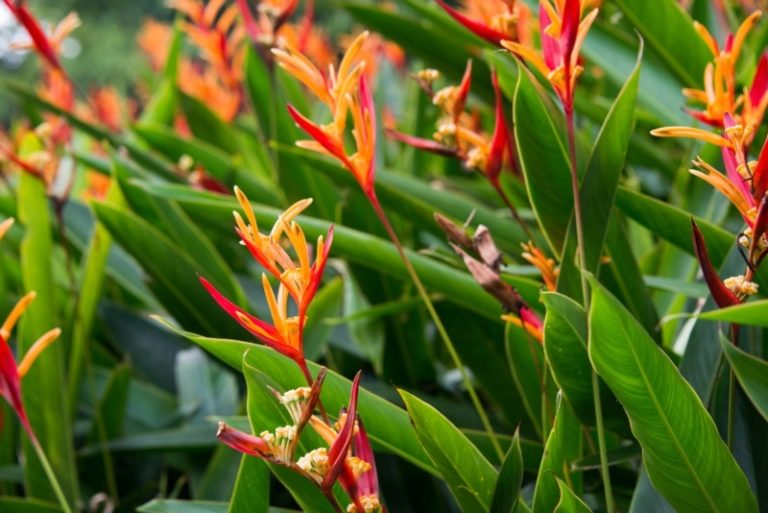 Growing Lobster Claw Plant (Heliconia rostrata) Garden Lovers Club