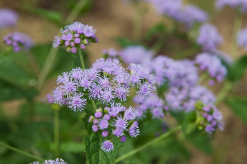 Mistflower