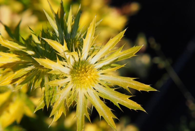 Neptune's-Gold (Eryngium x zabelii)