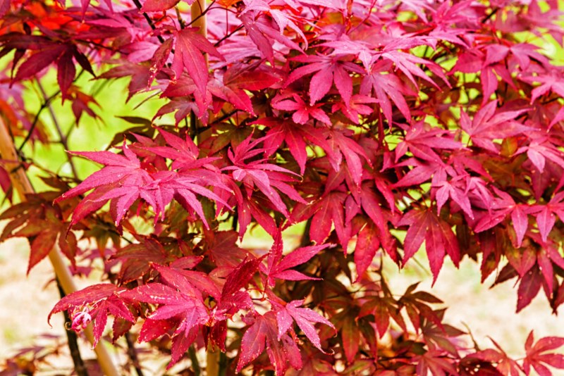 Orangeola-Japanese-Maple