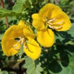Partridge-Pea